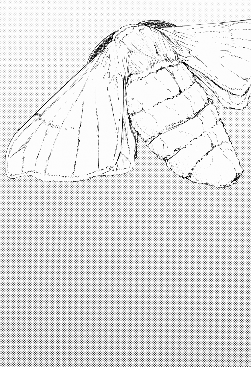 c86-sakekan-memorial-solopipb-shiragasane-layers-of-white-2-english