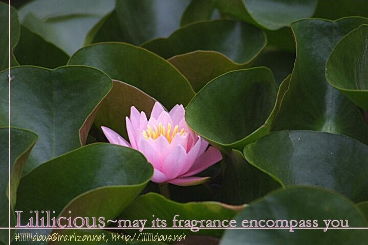 asagi-ryuu-i-fell-in-love-for-the-first-time-ch1-4-english