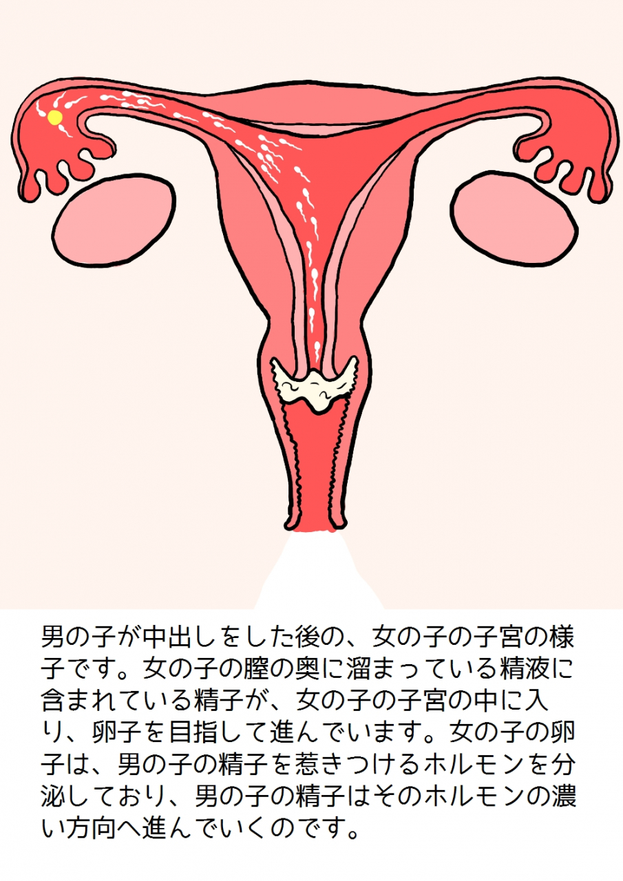 poza-shishunki-no-otokonoko-no-tame-no-seikyouiku-onnanoko-o-ninshin-saseru-tame-no-nakadashi-sex-nyuumon