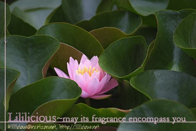 [Anthology] Yuri-hime Wildrose Vol. 5 Ch. 1+5 [English] [Lililicious]_15